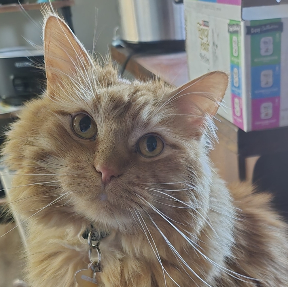 Meet your Posher, Sammi